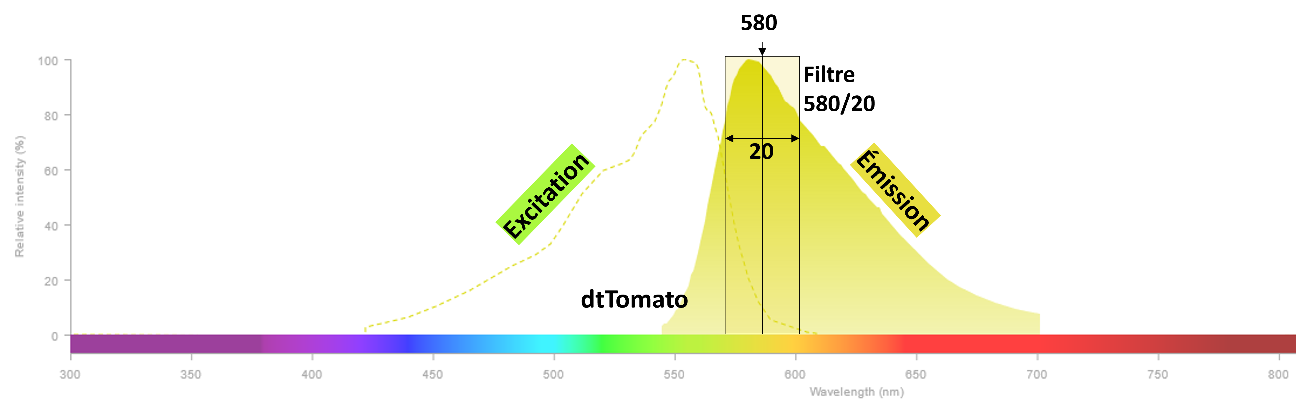 Spectre d'émission de la tdTomato avec filtre d'émission superposé